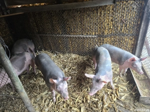 Porci  grasi - imagine 4