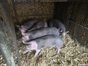 Porci  grasi - imagine 5