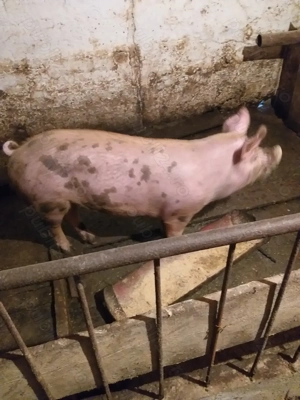 Porci de vânzare.  - imagine 3