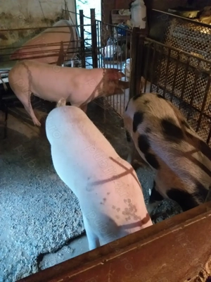 Porci de vânzare.  - imagine 2