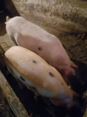 Porci de vânzare. 