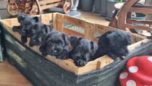 Vând schnauzer pitic 