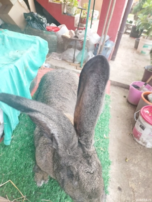 Masculi și Femele Uriaș German 4 luni rasă pură  - imagine 4