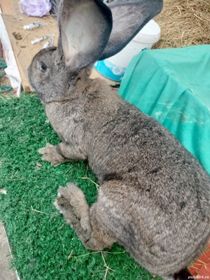 Masculi și Femele Uriaș German 4 luni rasă pură  - imagine 5