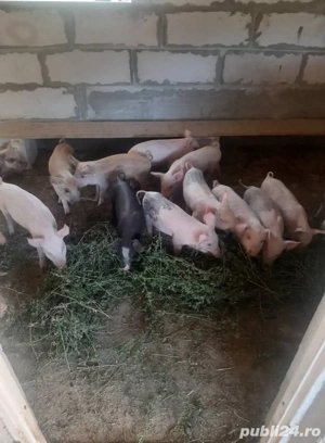 vand porci rasa mixta 