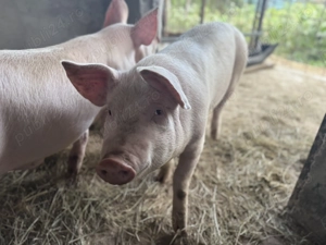 VÂND PURCEI Crescuți la curte!