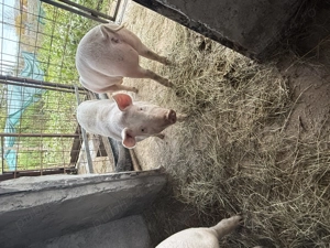 VÂND PURCEI Crescuți la curte! - imagine 3