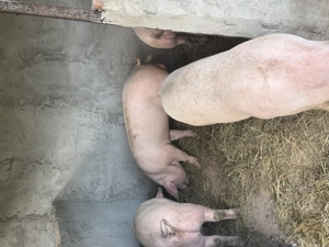 VÂND PURCEI Crescuți la curte! - imagine 4