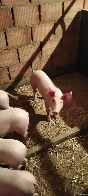 Purcei de 8 săptămâni.