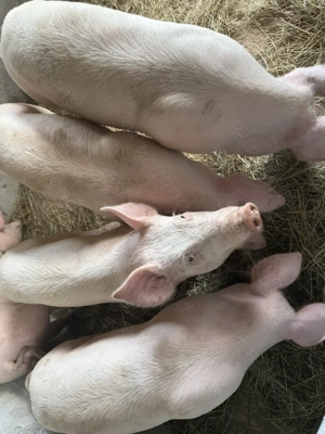 VÂND PURCEI Crescuți la curte! - imagine 2