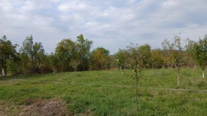 Loc de casă cu livadă și corp de clădire - imagine 5