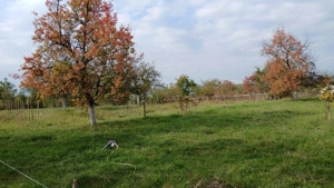 Loc de casă cu livadă și corp de clădire - imagine 7