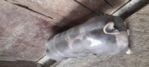 Vand vier pietran   . - imagine 4