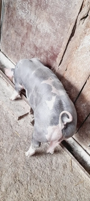 Vand vier pietran   . - imagine 3