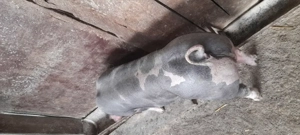 Vand vier pietran   . - imagine 2