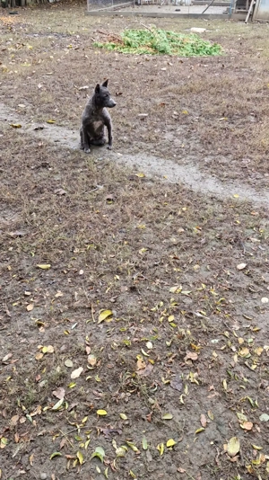 Femela inturnat oi 6 ani - imagine 3