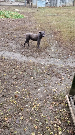 Femela inturnat oi 6 ani - imagine 2