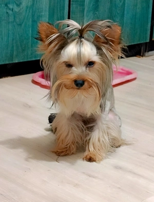 Yorkshire terrier cu pedigree 1 an talie mică