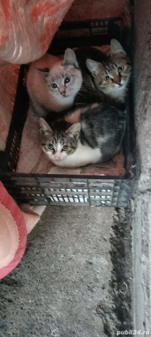 Pisicute drăgălașe