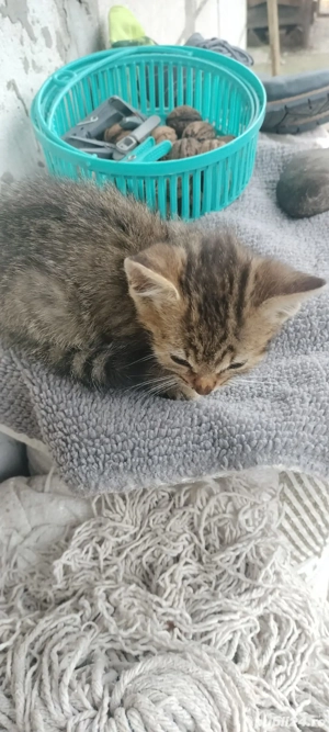 Pisicute drăgălașe  - imagine 2 Pisicute drăgălașe  - imagine 2