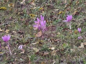Casa batraneasca cu teren (4.910 mp) la Alunis - imagine 10