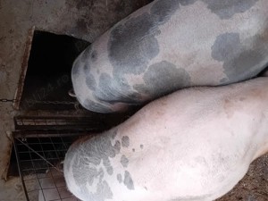 Vând porci de carne 