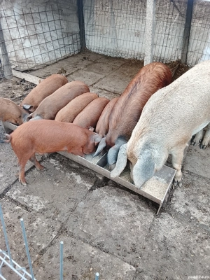 Vând porci și purcei  - imagine 3 Vând porci și purcei  - imagine 3
