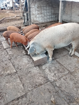 Vând porci și purcei  - imagine 4 Vând porci și purcei  - imagine 4