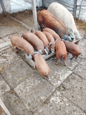 Vând porci și purcei  - imagine 2 Vând porci și purcei  - imagine 2