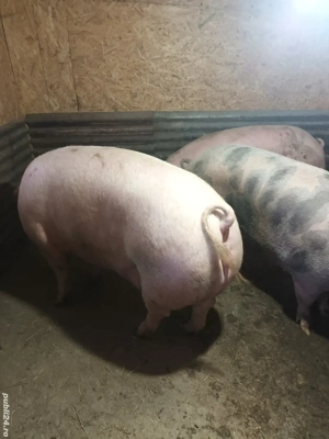 Porc de vanzare - imagine 2