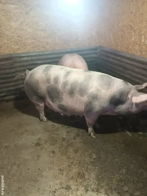 Porc de vanzare - imagine 3