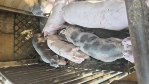 Soldani de carne - imagine 4