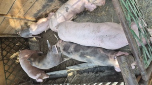 Soldani de carne - imagine 2