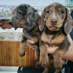 Teckel arlechin ( femela și mascul)11 săptămâni, vaccinați și deparazitați conform vârstei  - imagine 5