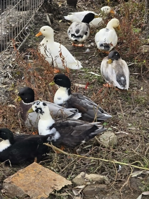 Rațe olandeze - imagine 2