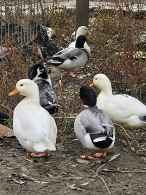 Rațe olandeze - imagine 3