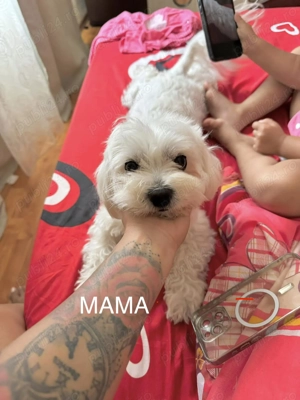 Bichon Maltez   cățeluși adorabili de vânzare! 