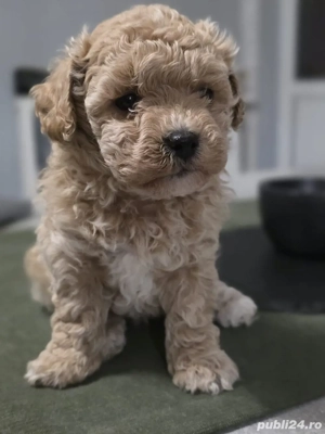 Maltipoo mini toy - imagine 5