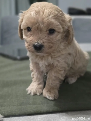 Maltipoo mini toy - imagine 3