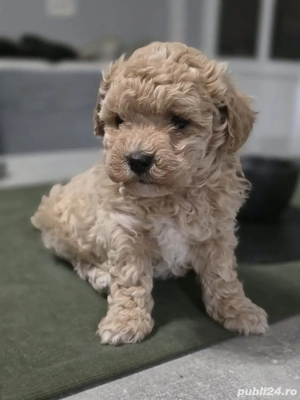 Maltipoo mini toy - imagine 4