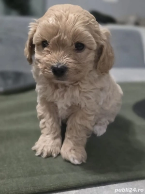 Maltipoo mini toy - imagine 2