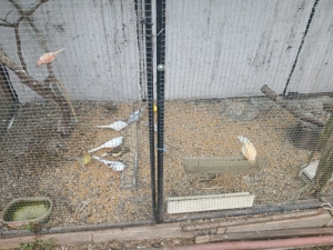 Canari de vanzare - imagine 2