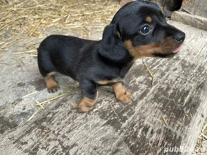 vând căței teckel 