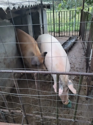Vând porci, zona Baba Novac Satu Mare
