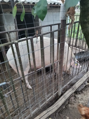 Vând porci, zona Baba Novac Satu Mare - imagine 3