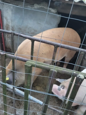 Vând porci, zona Baba Novac Satu Mare - imagine 2