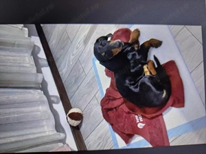 Teckel , catelus de 5 luni isi cauta stapan