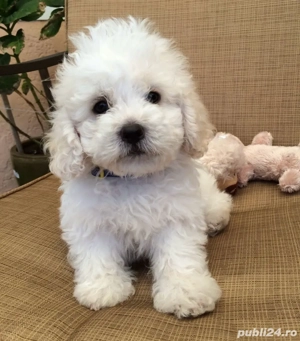 Bichon frise