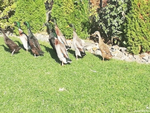 Rațe indiene alergătoare - imagine 2 Rațe indiene alergătoare - imagine 2