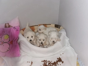 Bichon maltez! Cautam o noua familie - imagine 3